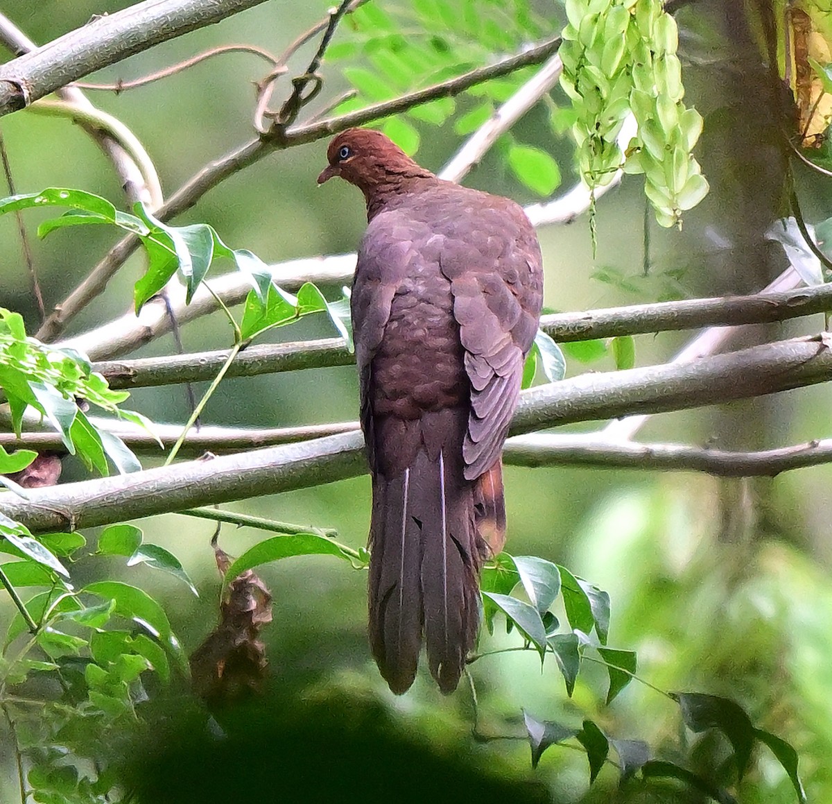 Kızıl Guguk Kumrusu - ML645838986