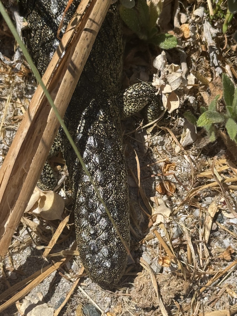 Rottnest Shingleback - ML645838987