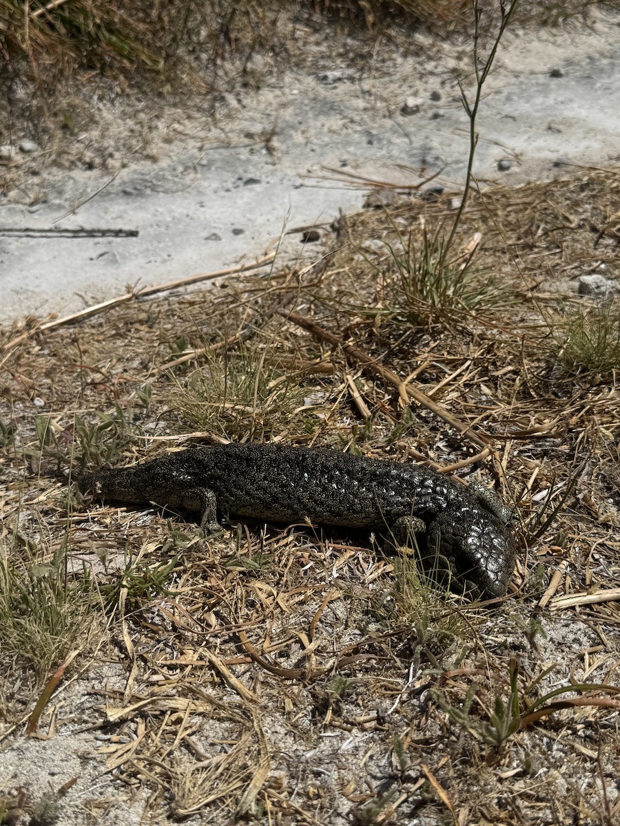 Rottnest Shingleback - ML645838988