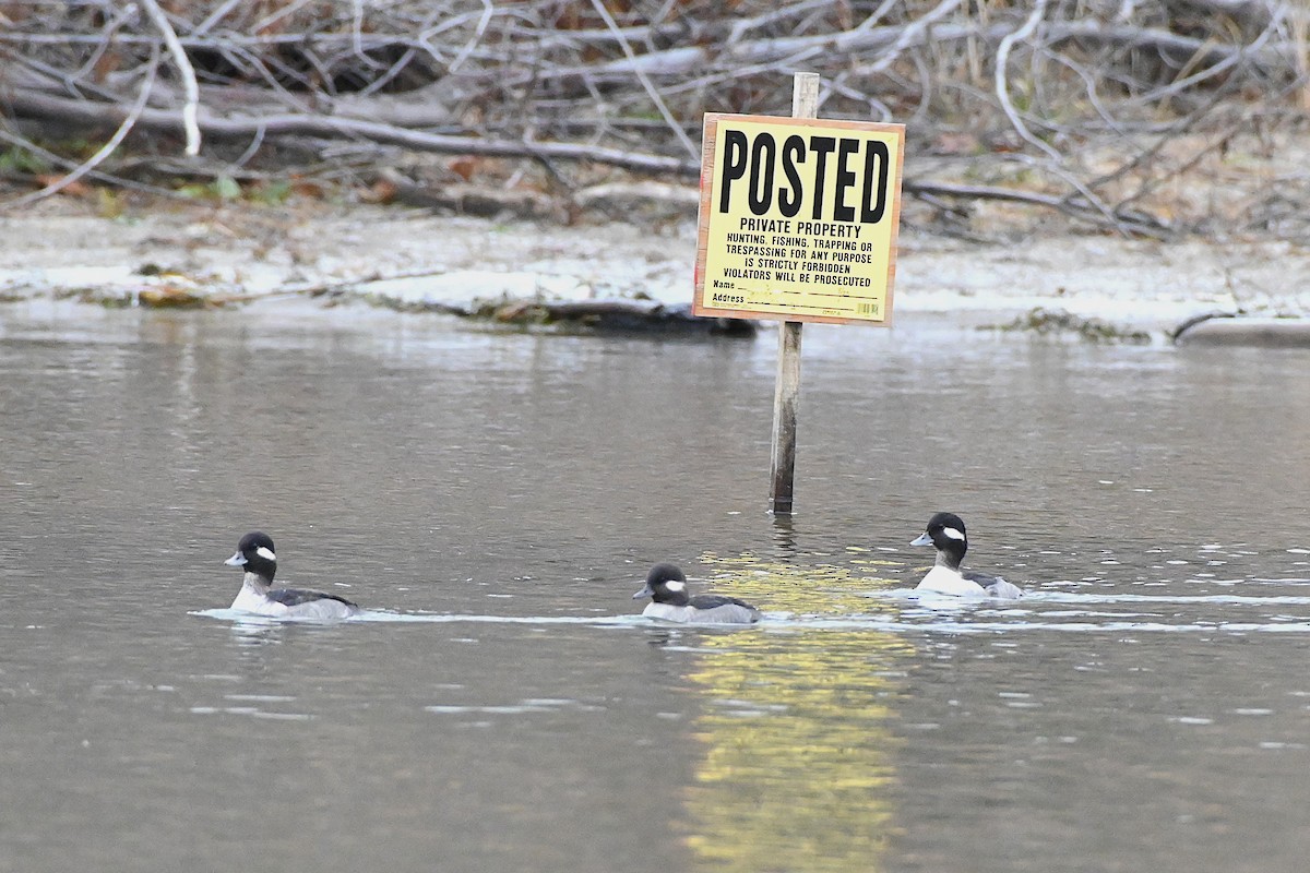 hohol bělavý - ML645838989
