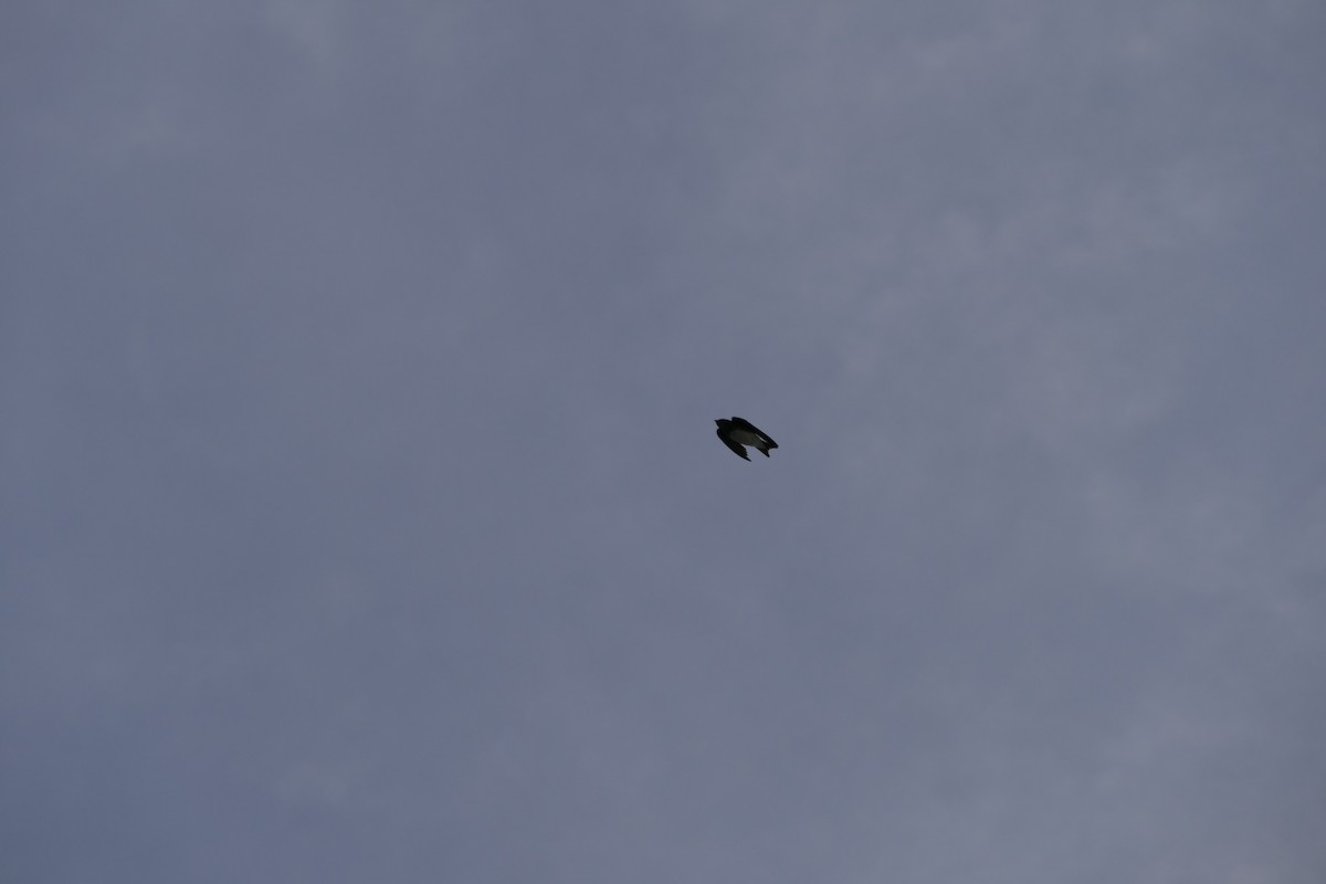 Caribbean Martin - ML645838997