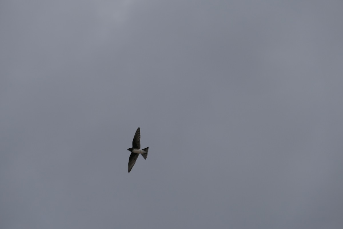 Caribbean Martin - ML645838998