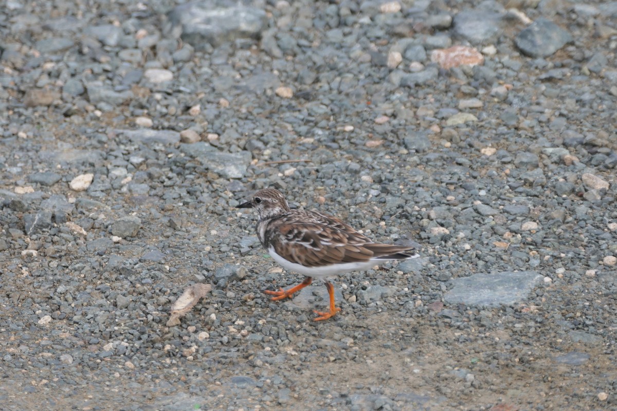 Ruddy Turnstone - ML645839002