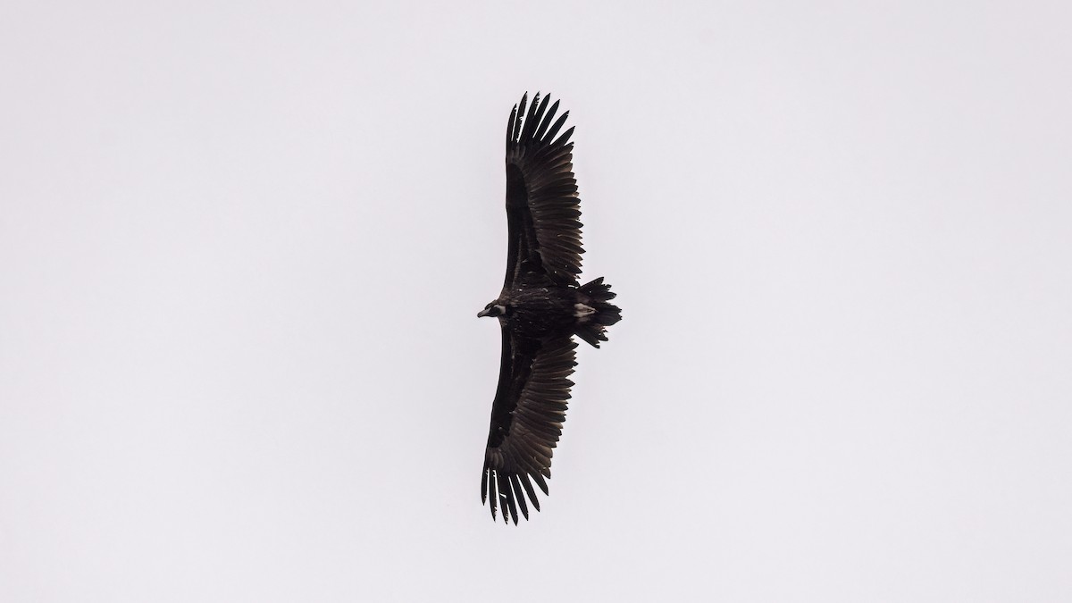 sup hnědý - ML645839007