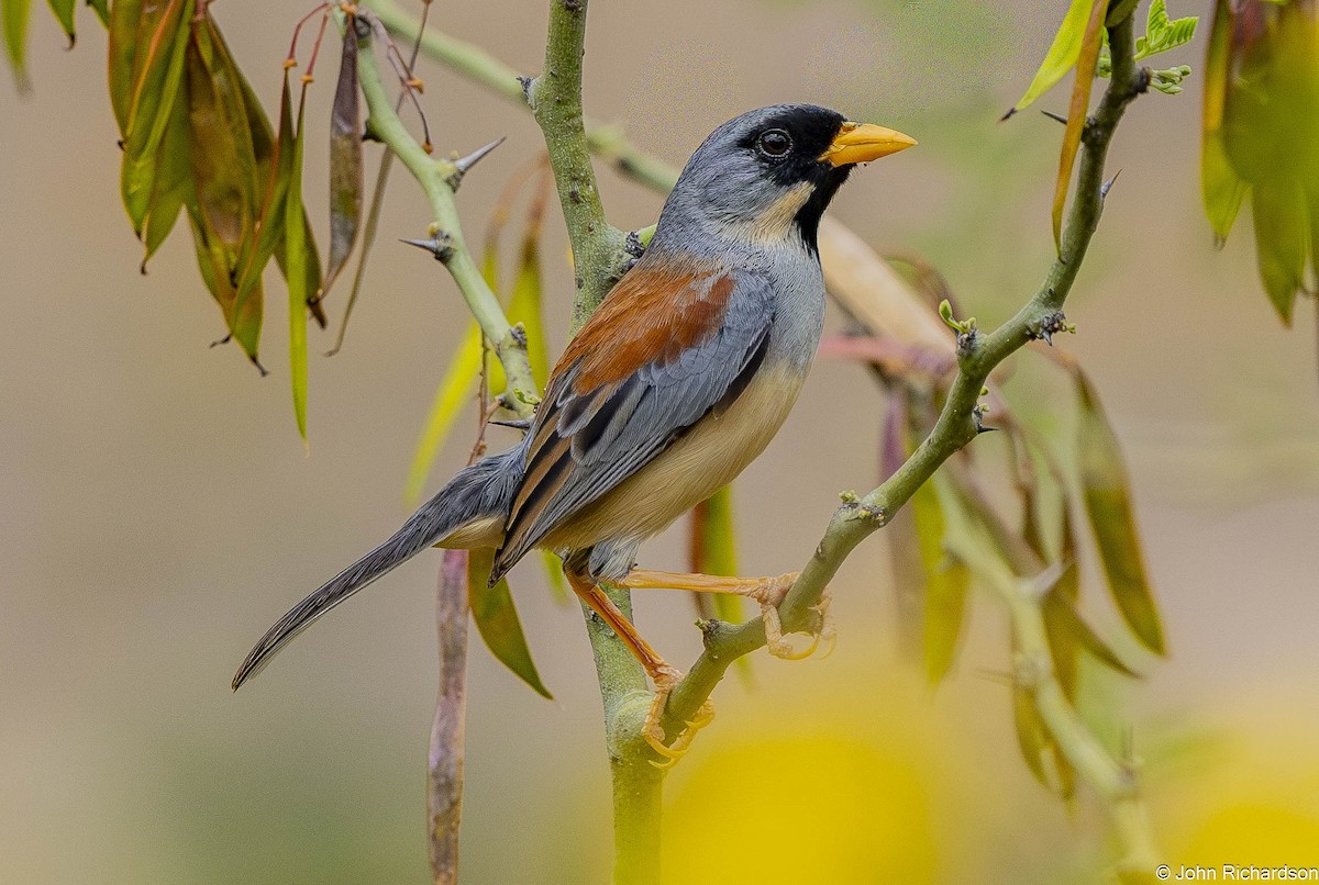 Incaspiza Bigotudo - ML645839009