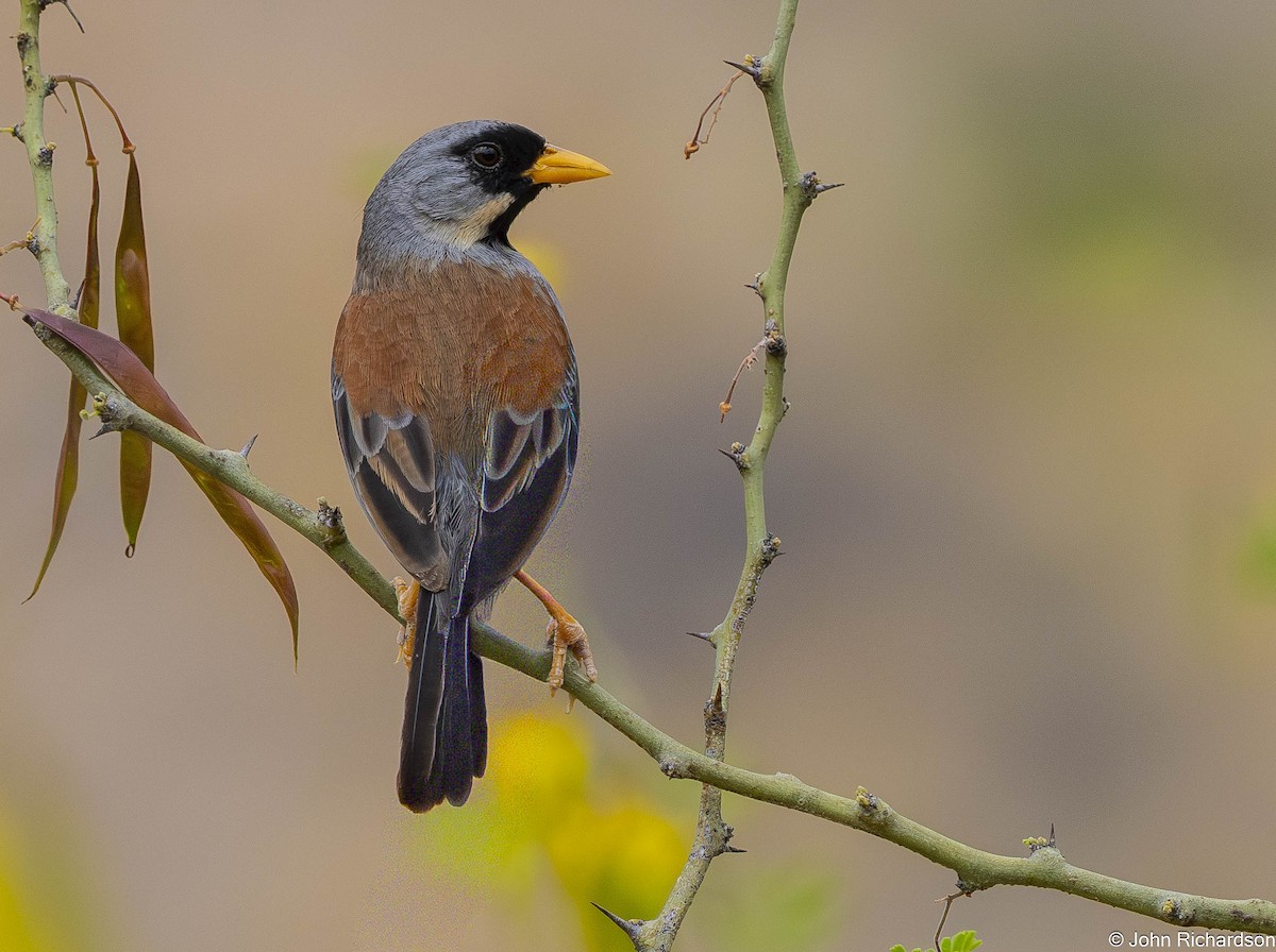 Incaspiza Bigotudo - ML645839010