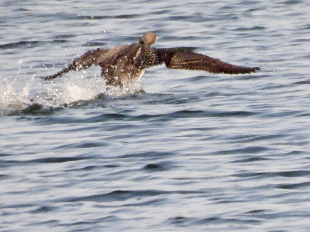 Pacific Loon - ML645839012