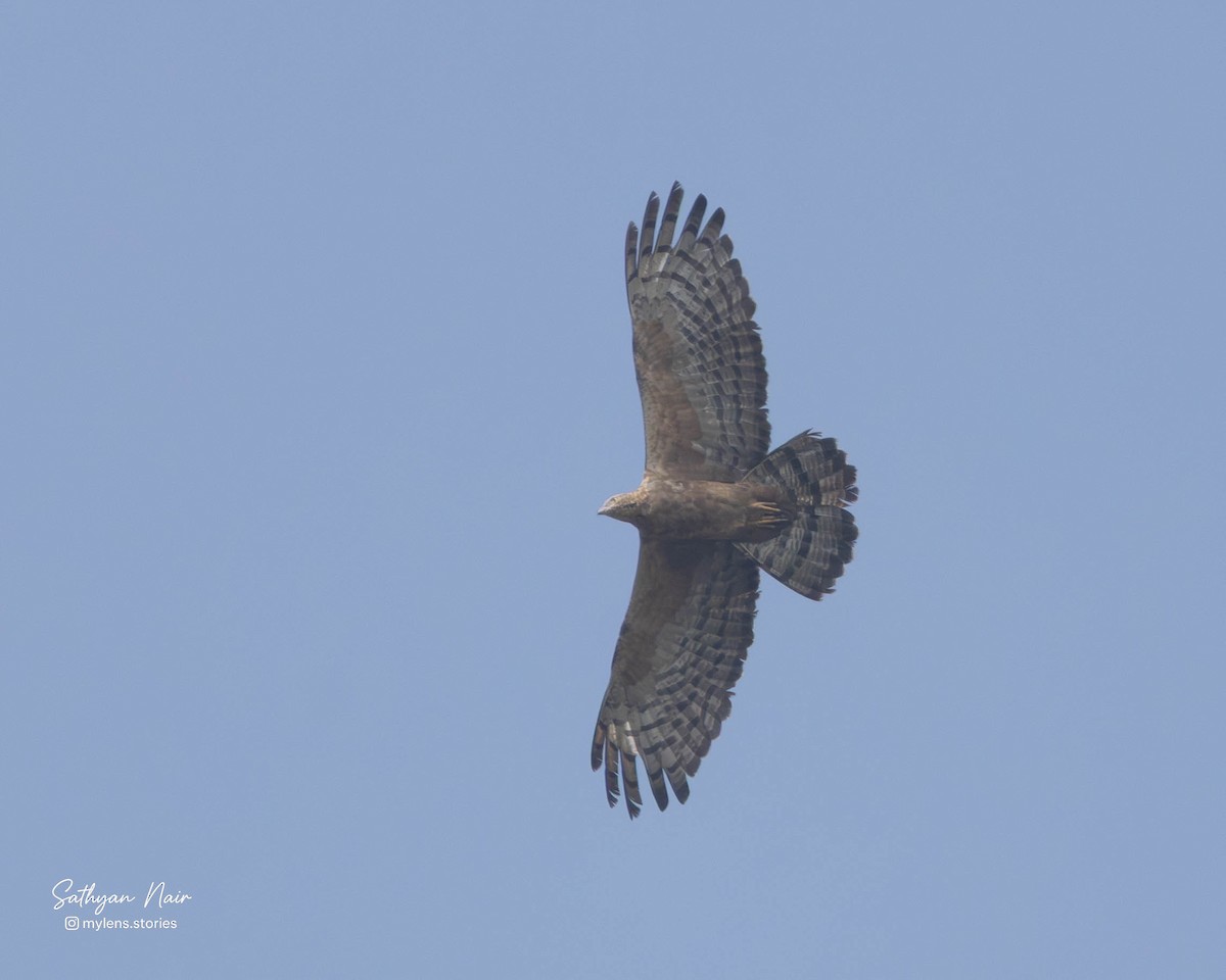 Schopfwespenbussard - ML645839032