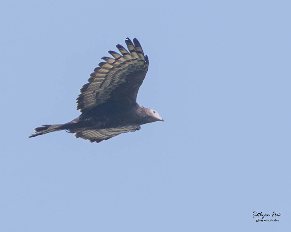 Schopfwespenbussard - ML645839033