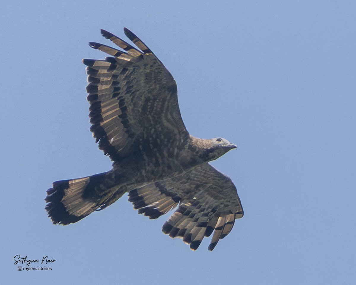 Schopfwespenbussard - ML645839034