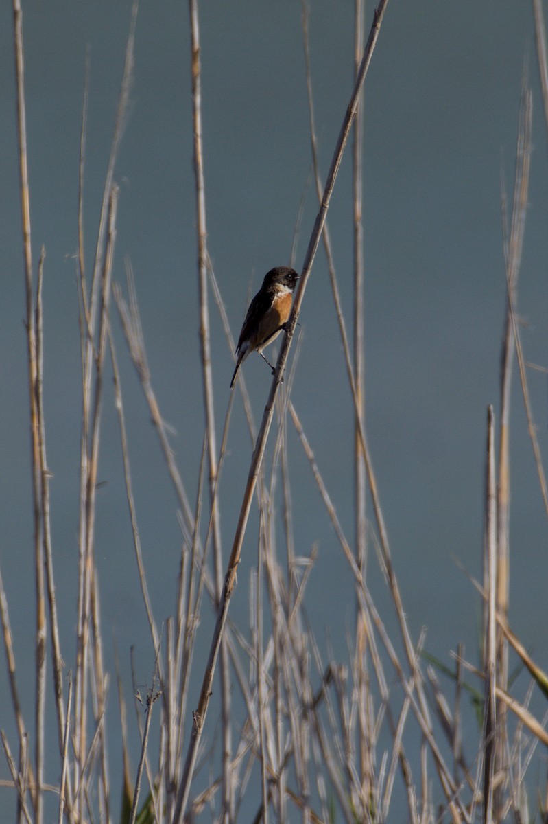 European Stonechat - ML645839035