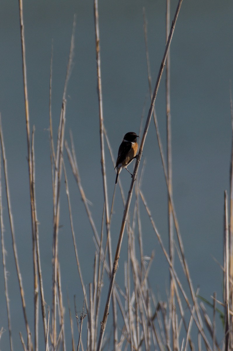 European Stonechat - ML645839036
