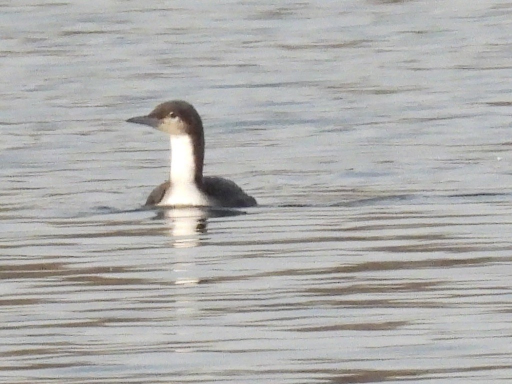 Pacific Loon - ML645839037