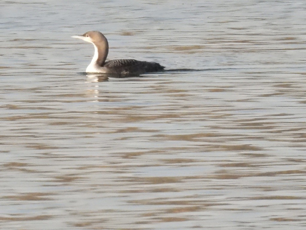 Pacific Loon - ML645839041