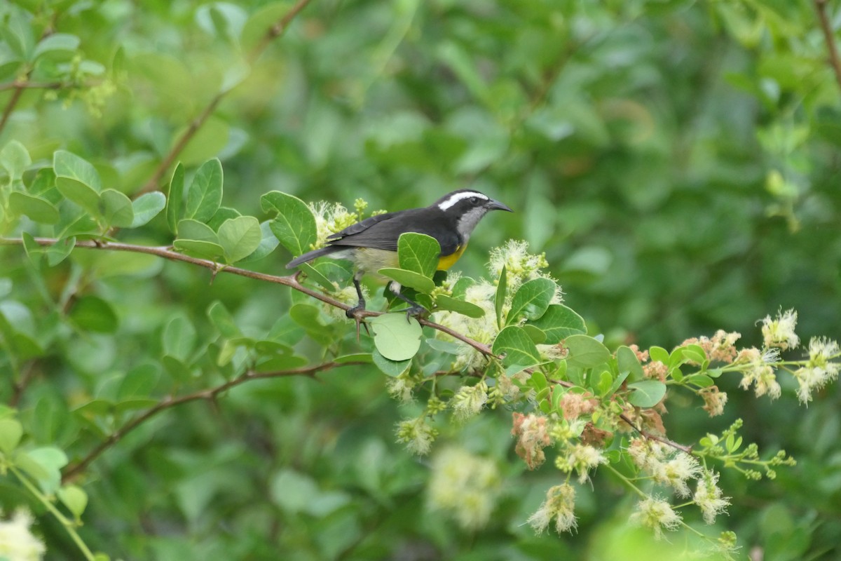 Zuckervogel - ML645839042