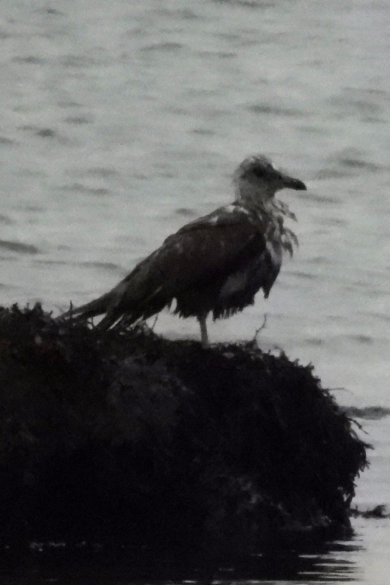 Great Black-backed Gull - ML645839043