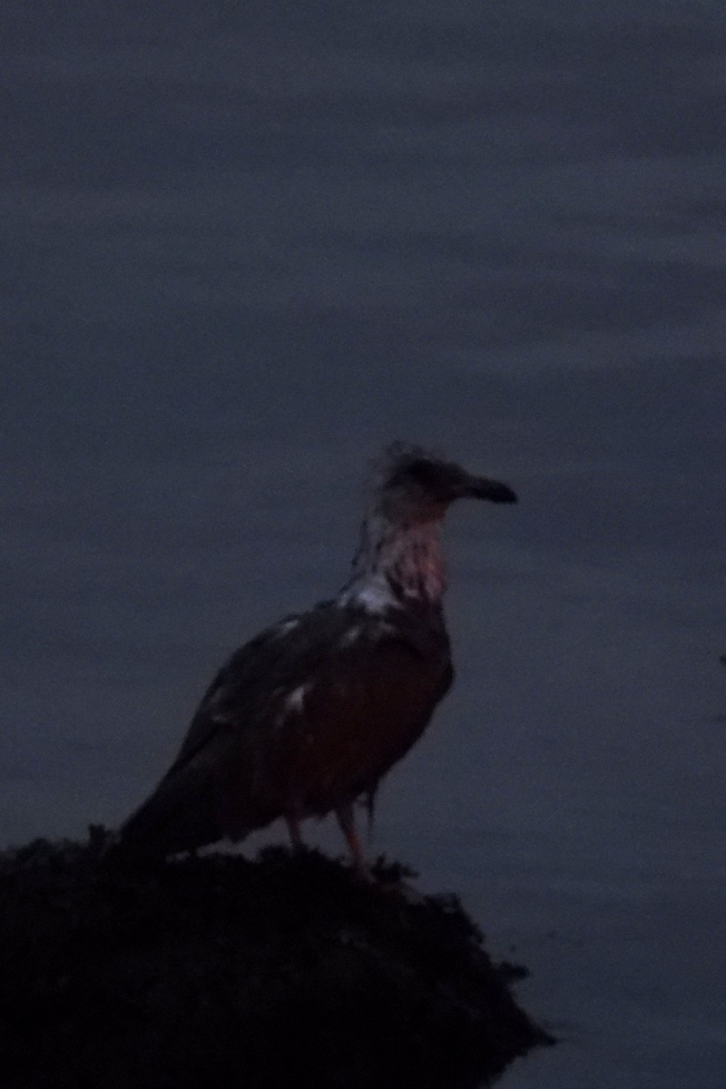 Great Black-backed Gull - ML645839044