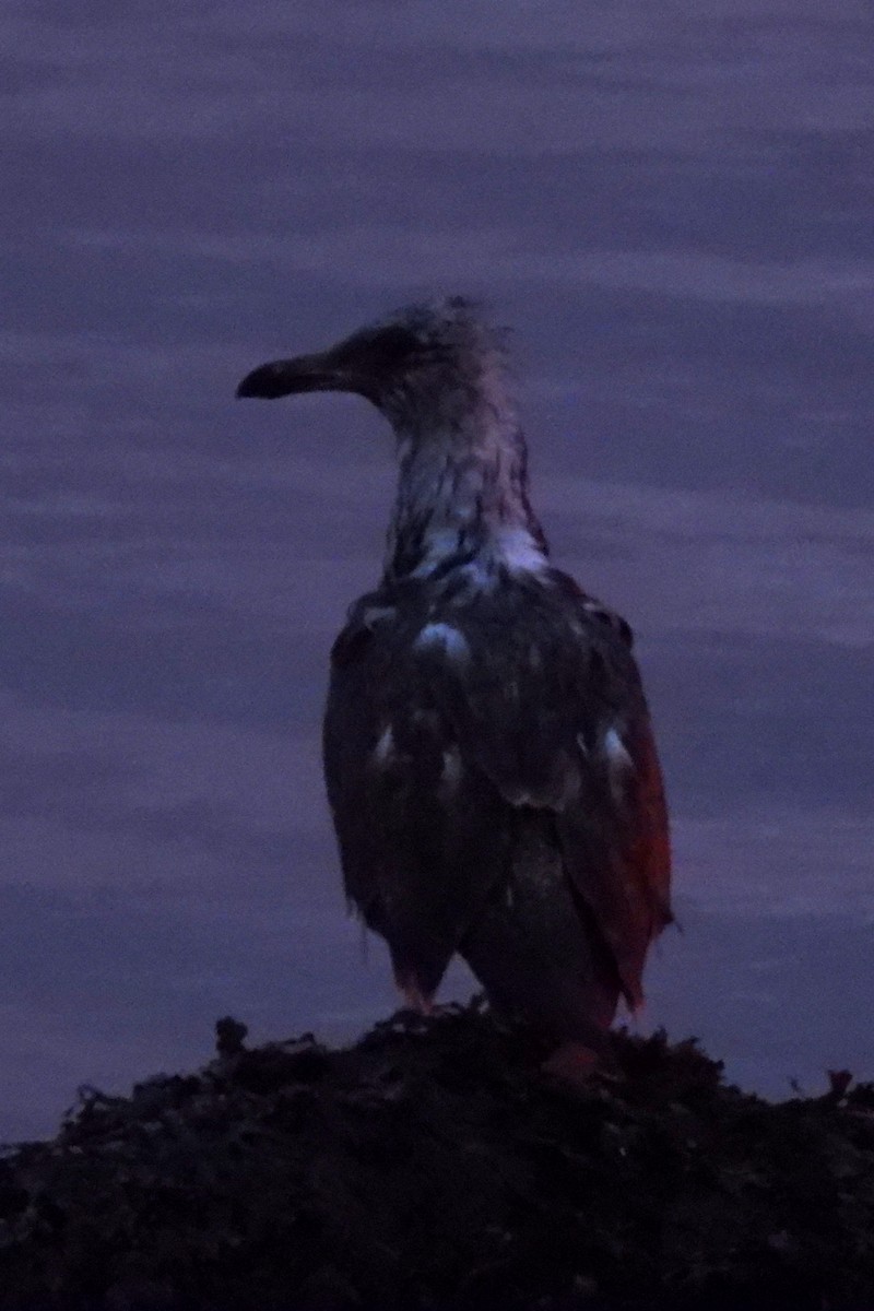 Great Black-backed Gull - ML645839045