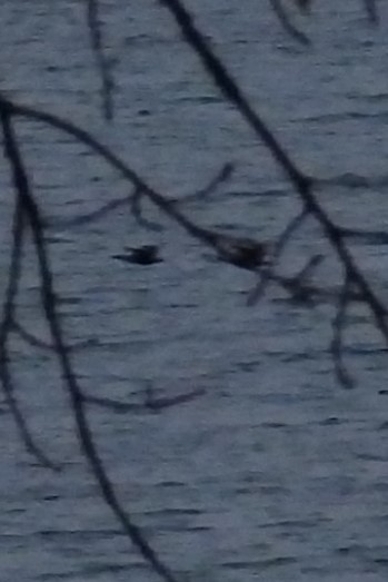 Cormoran à aigrettes - ML645839050