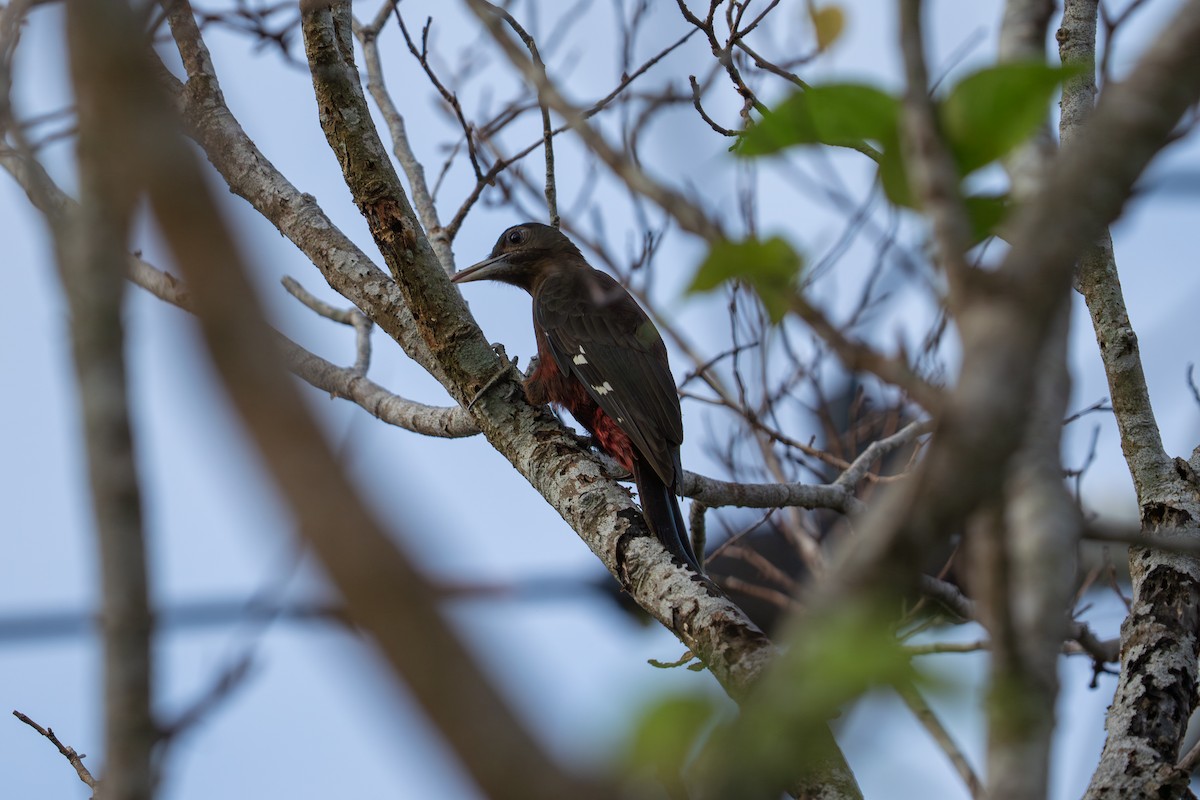 okinawaspett - ML645839051