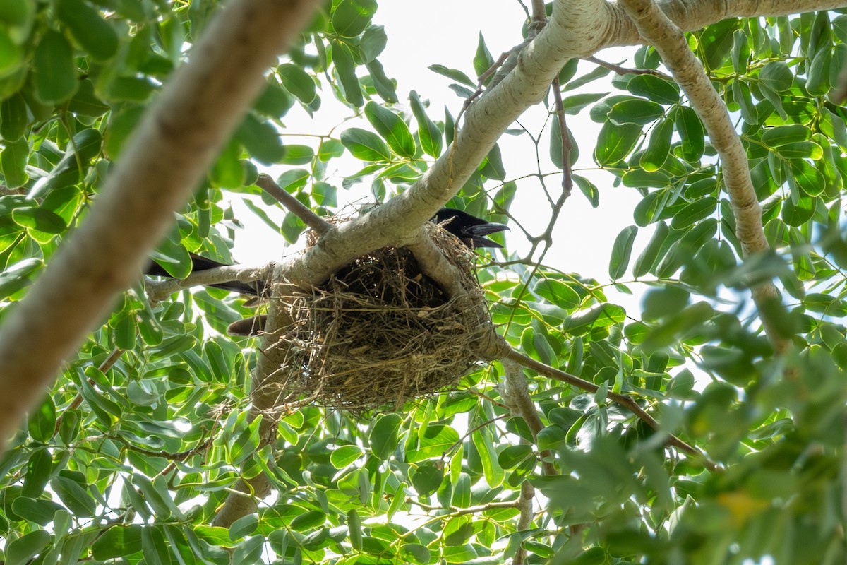 Black Drongo - ML645839052