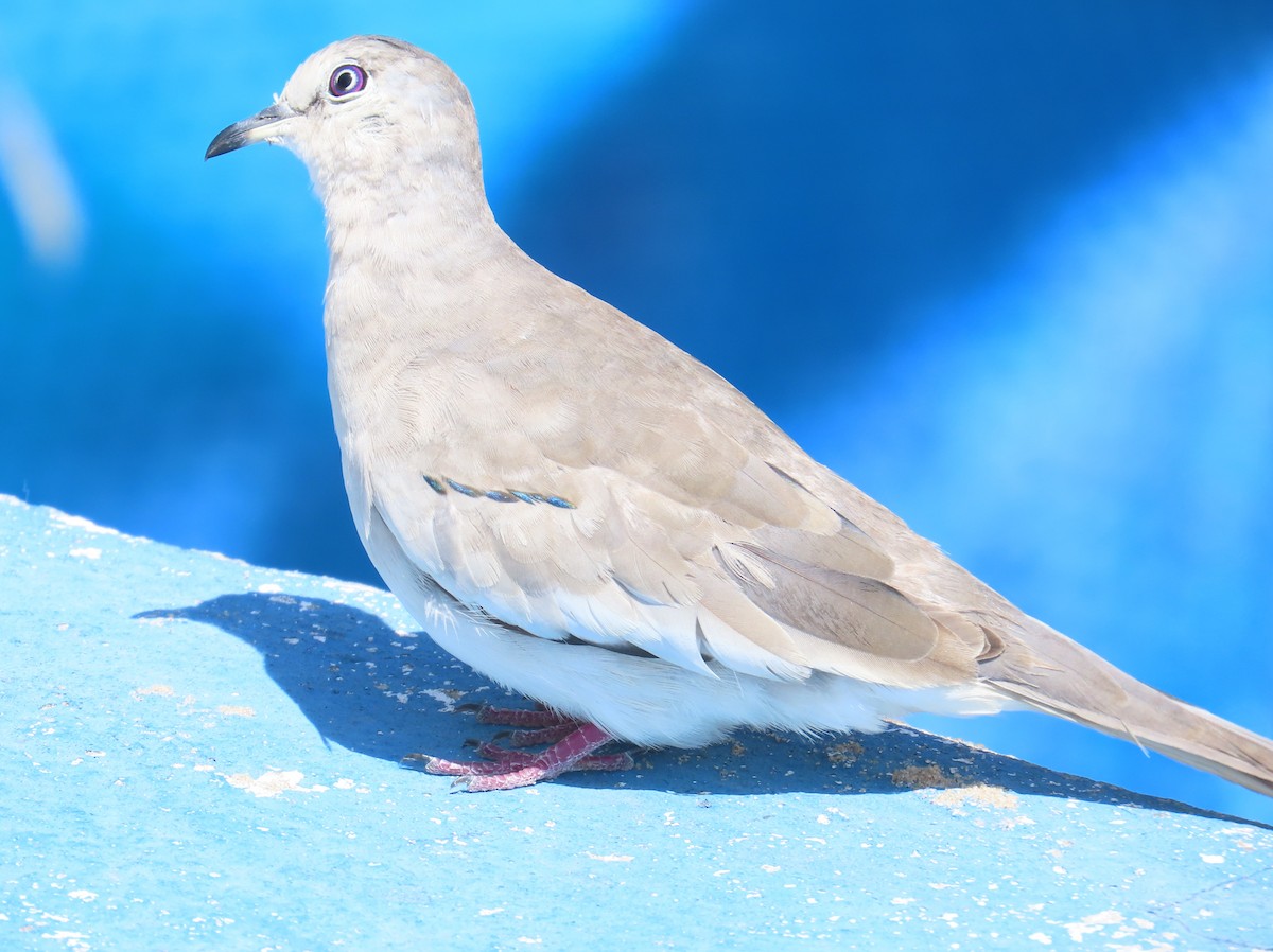 Picui Ground Dove - ML645839054