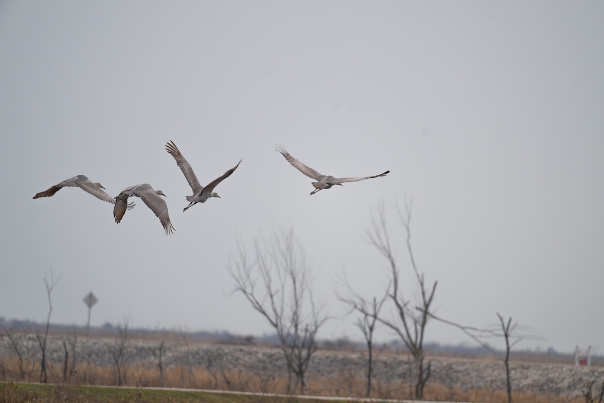 jeřáb kanadský - ML645839055