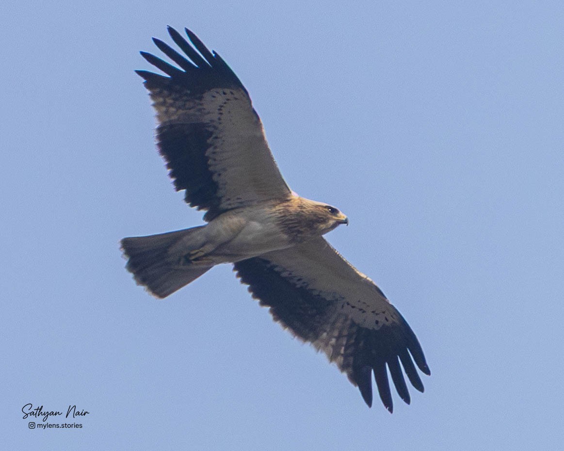 Zwergadler - ML645839061