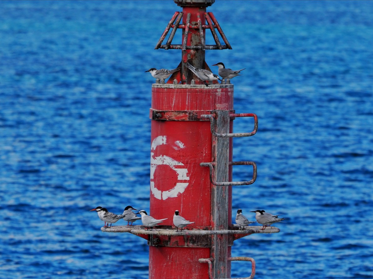 rosenterne - ML645839062