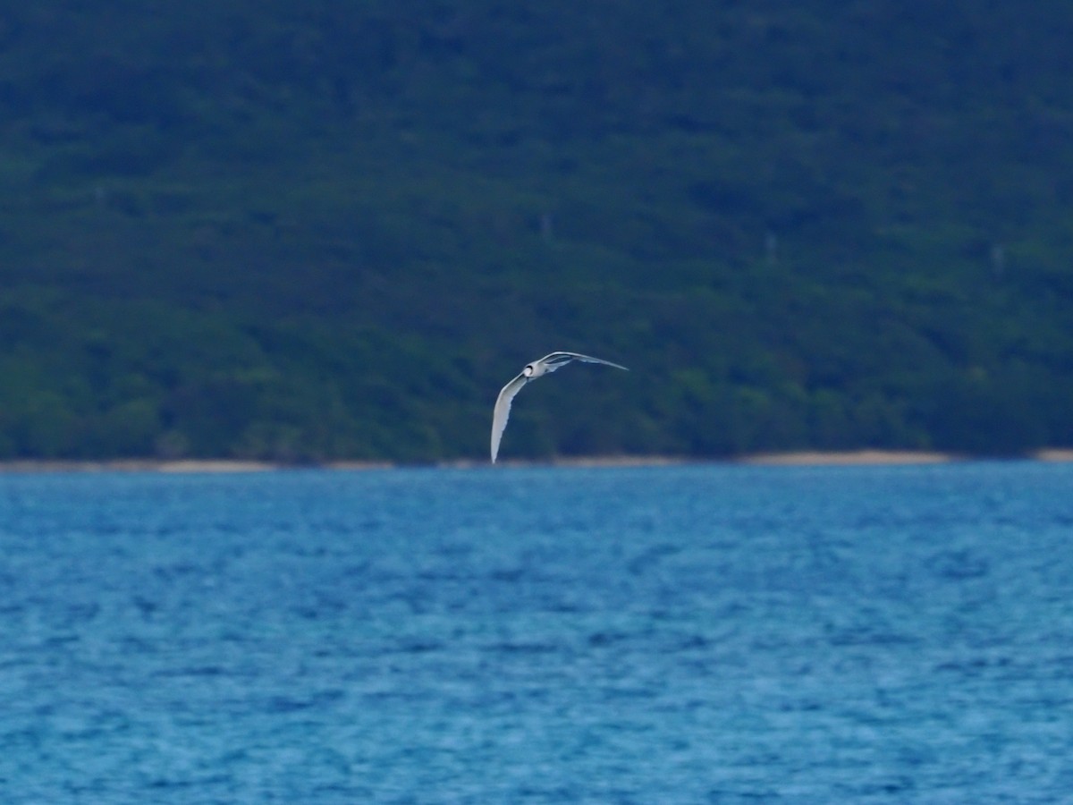 svartnakketerne - ML645839063