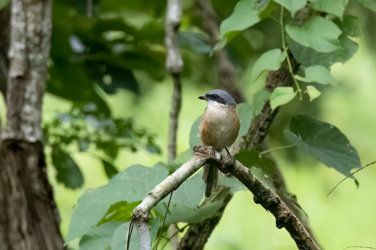 Tibetwürger - ML645839064