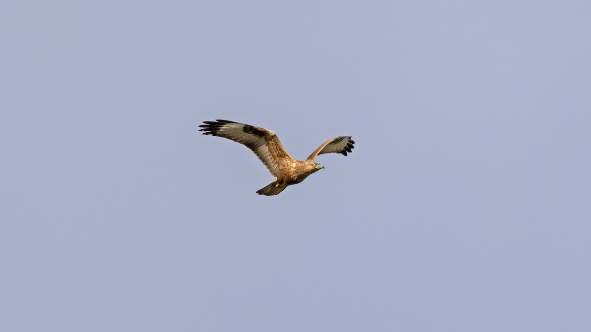 Long-legged Buzzard - ML645839066