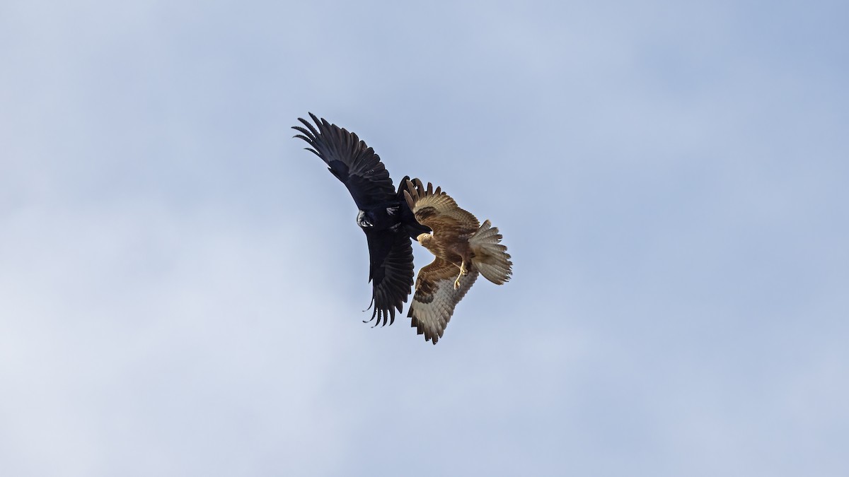 Long-legged Buzzard - ML645839067