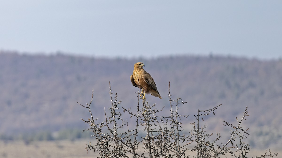 Long-legged Buzzard - ML645839068