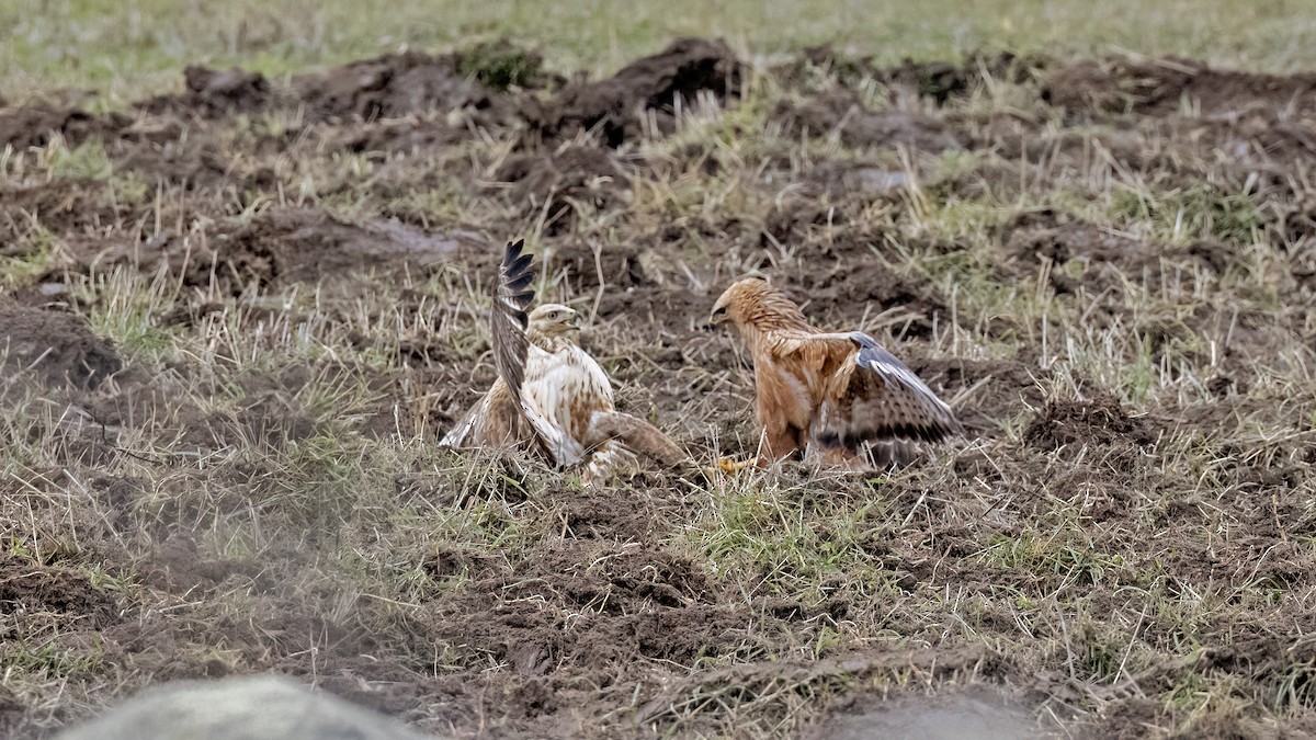 Long-legged Buzzard - ML645839069