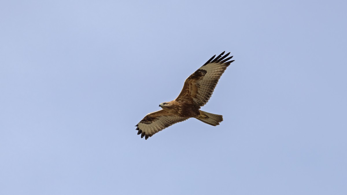 Long-legged Buzzard - ML645839070