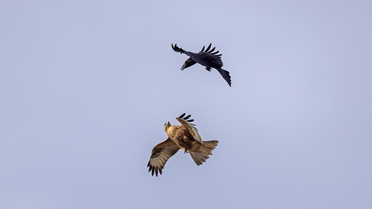 Long-legged Buzzard - ML645839071