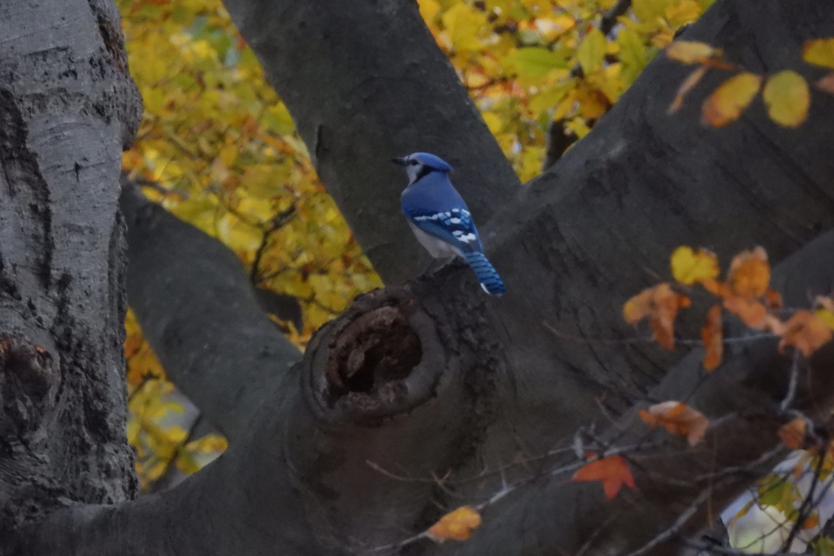 Blue Jay - ML645839084