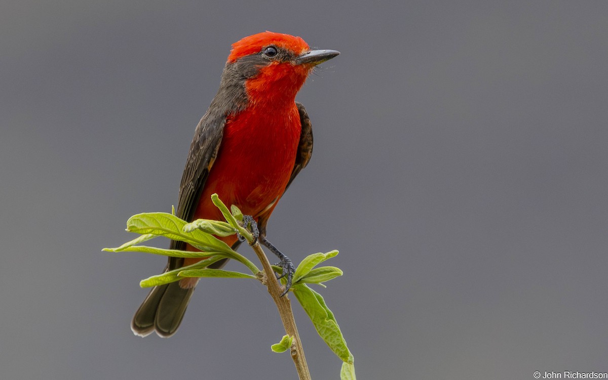 Vermilion Flycatcher - ML645839087