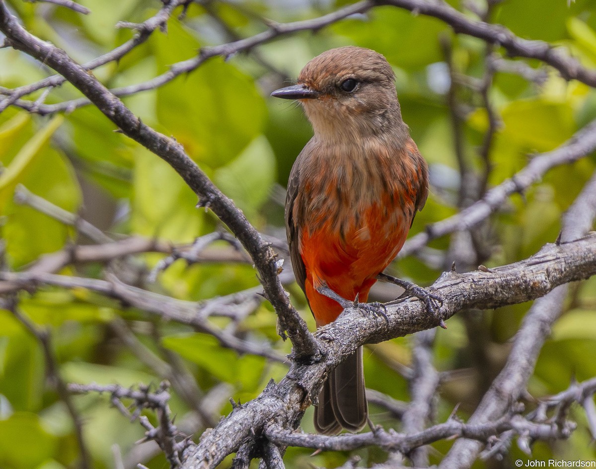 Vermilion Flycatcher - ML645839088