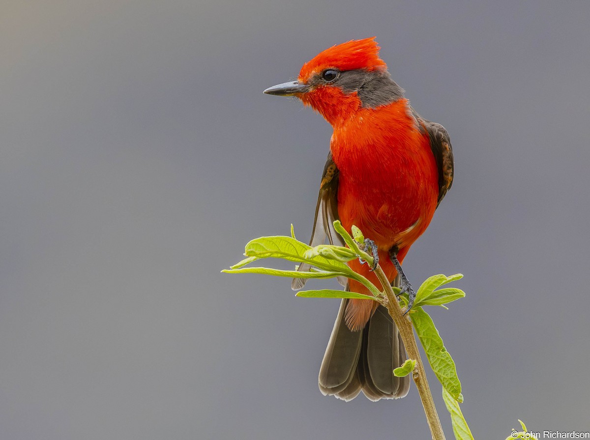 Vermilion Flycatcher - ML645839089