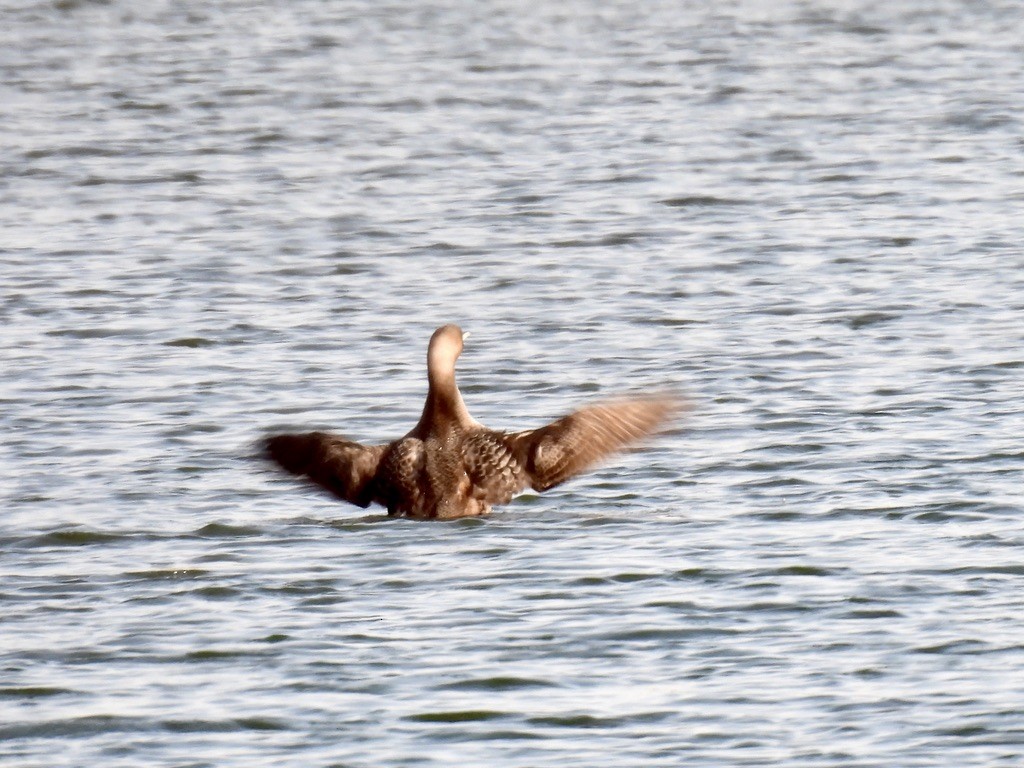 Pacific Loon - ML645839093