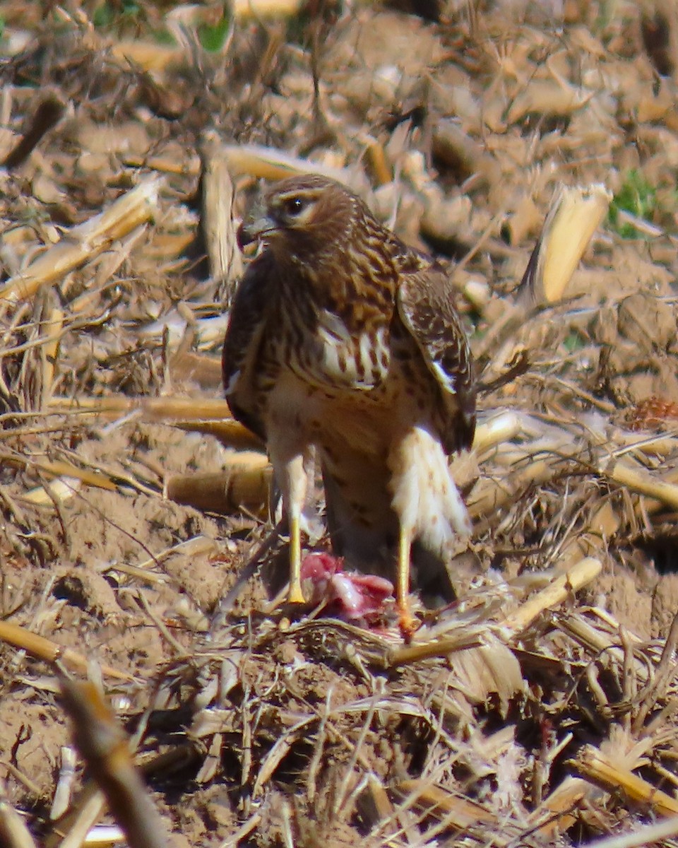 Лунь американський - ML645839094