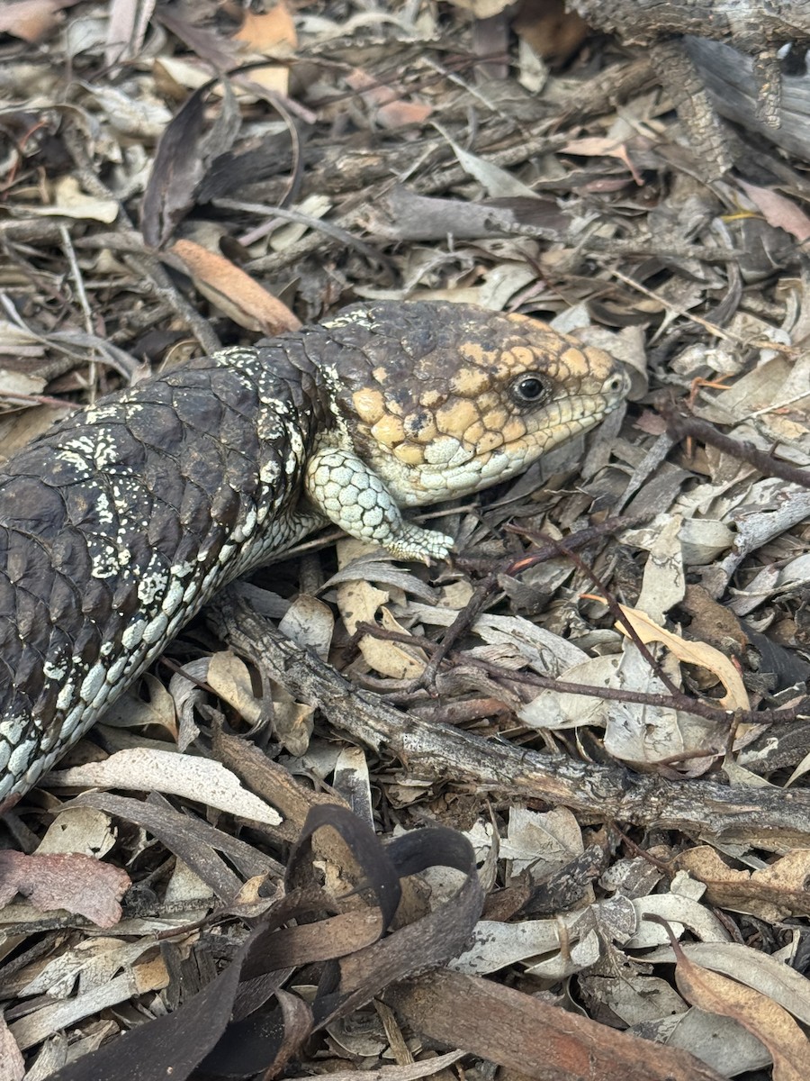 Southwestern Shingleback - ML645839098