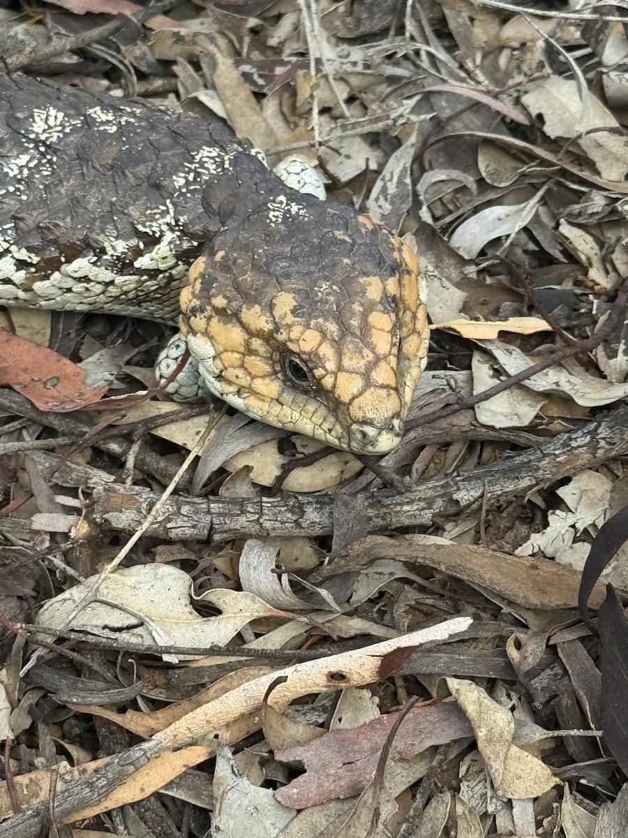 Southwestern Shingleback - ML645839099
