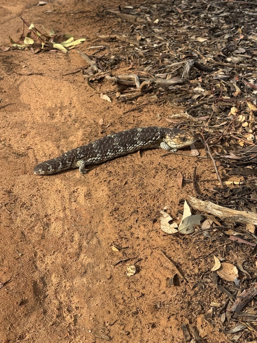 Southwestern Shingleback - ML645839100