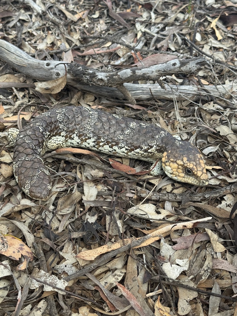 Southwestern Shingleback - ML645839101