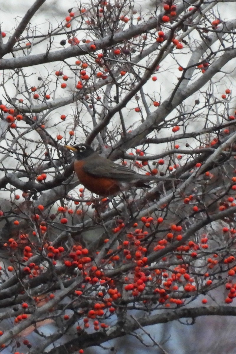 American Robin - ML645839102