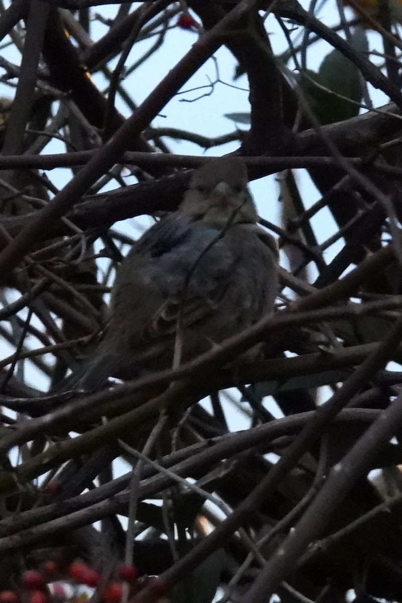 Gorrión Común - ML645839113