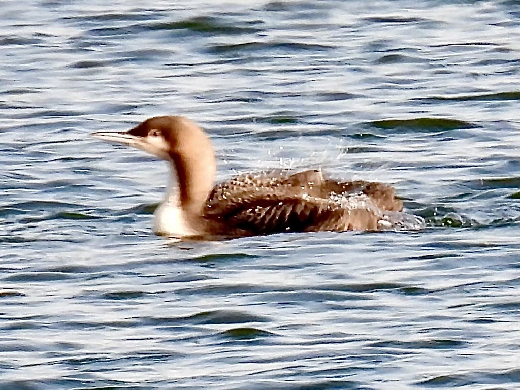 Pacific Loon - ML645839115